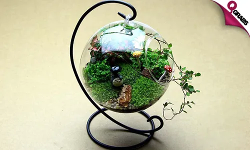 Hanging Glass Terrarium!